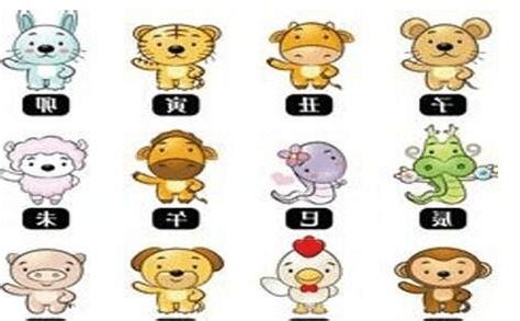 1995 生肖